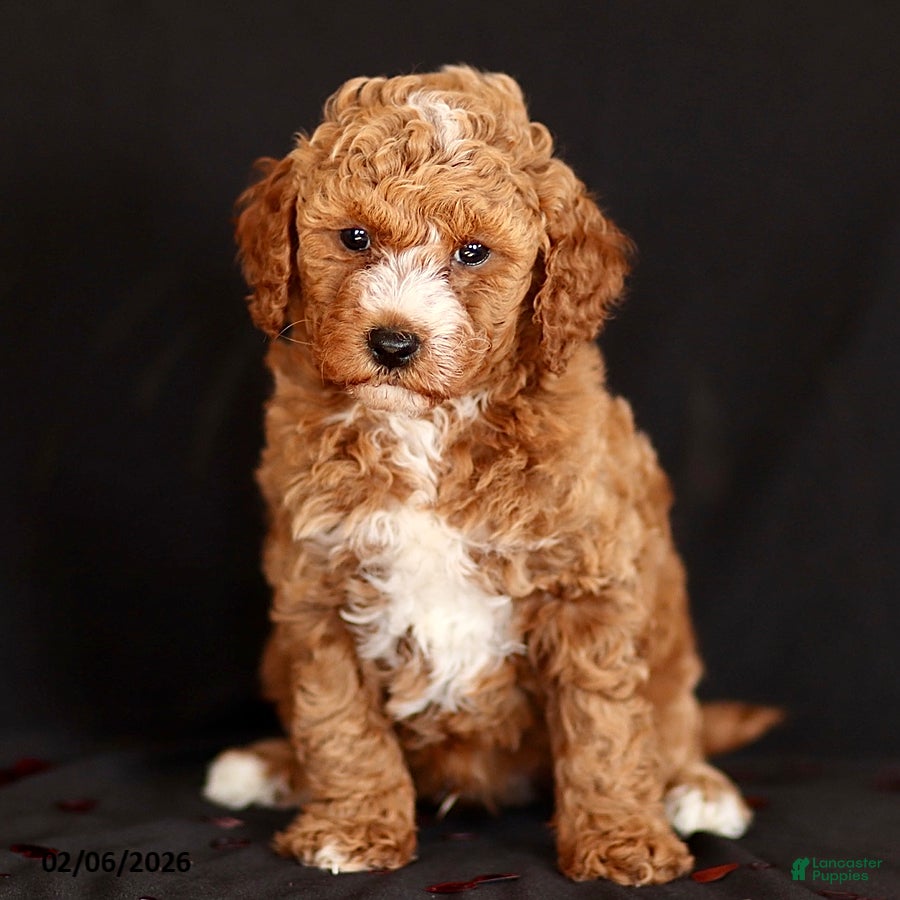 Mini Goldendoodle dogs Kolton - Ad 2