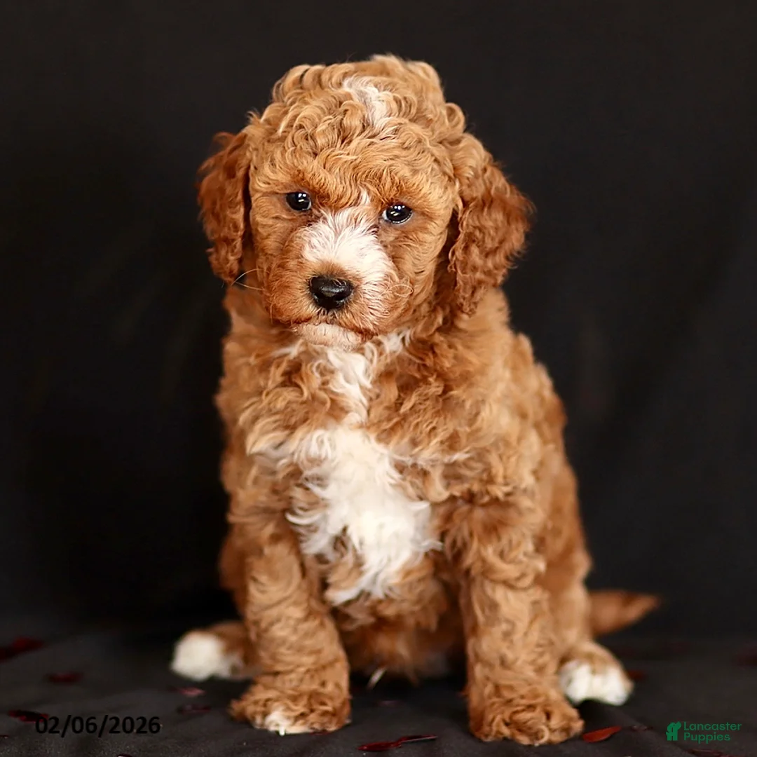 Mini Goldendoodle dogs for sale: Kolton - Ad 2