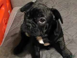 French Bulldog dogs Dum dum - Ad 21