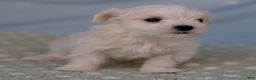 Maltese dogs for sale: Crescent - Ad 7