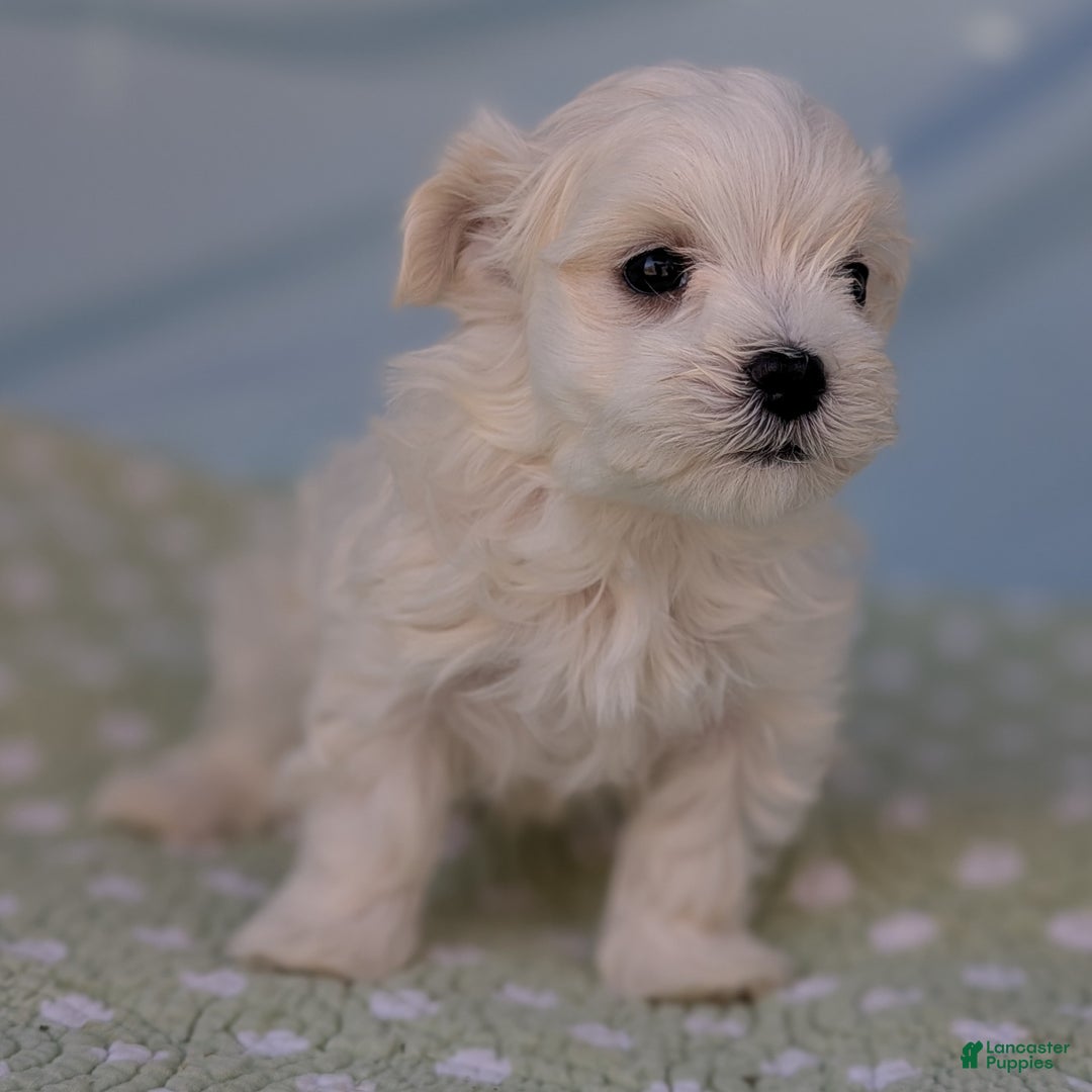 Maltese dogs for sale: Crescent - Ad 7