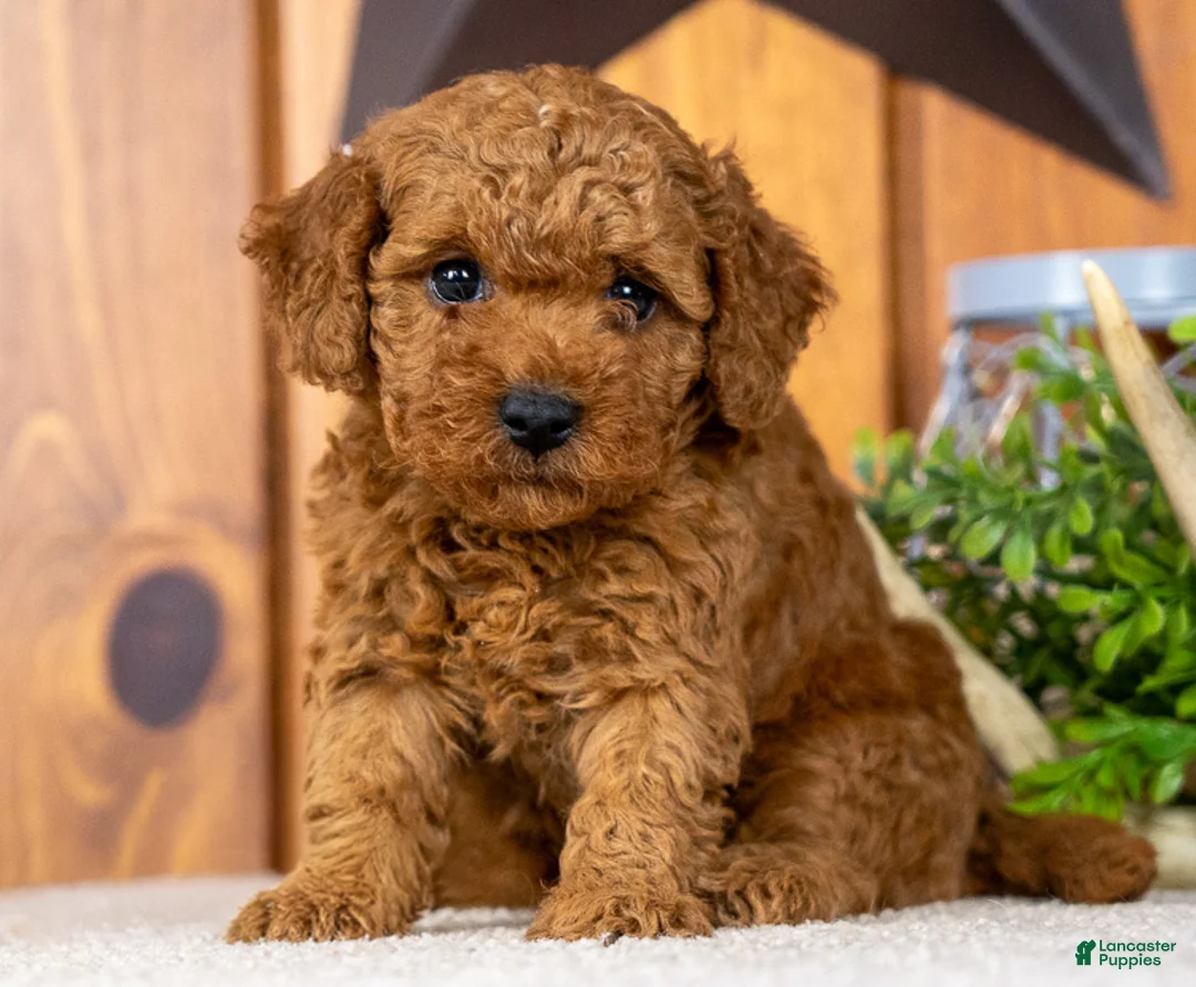 Miniature Poodle dogs for sale: Carmella - Ad 1