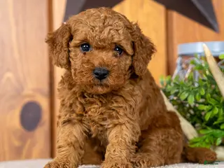 Miniature Poodle dogs for sale: Carmella - Ad 1
