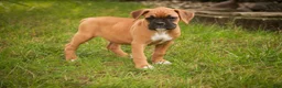 Boxer dogs for sale: Baily - Ad 3