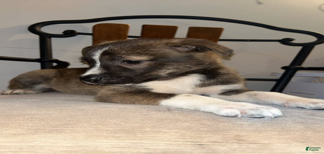 Gallery Image {{count}}