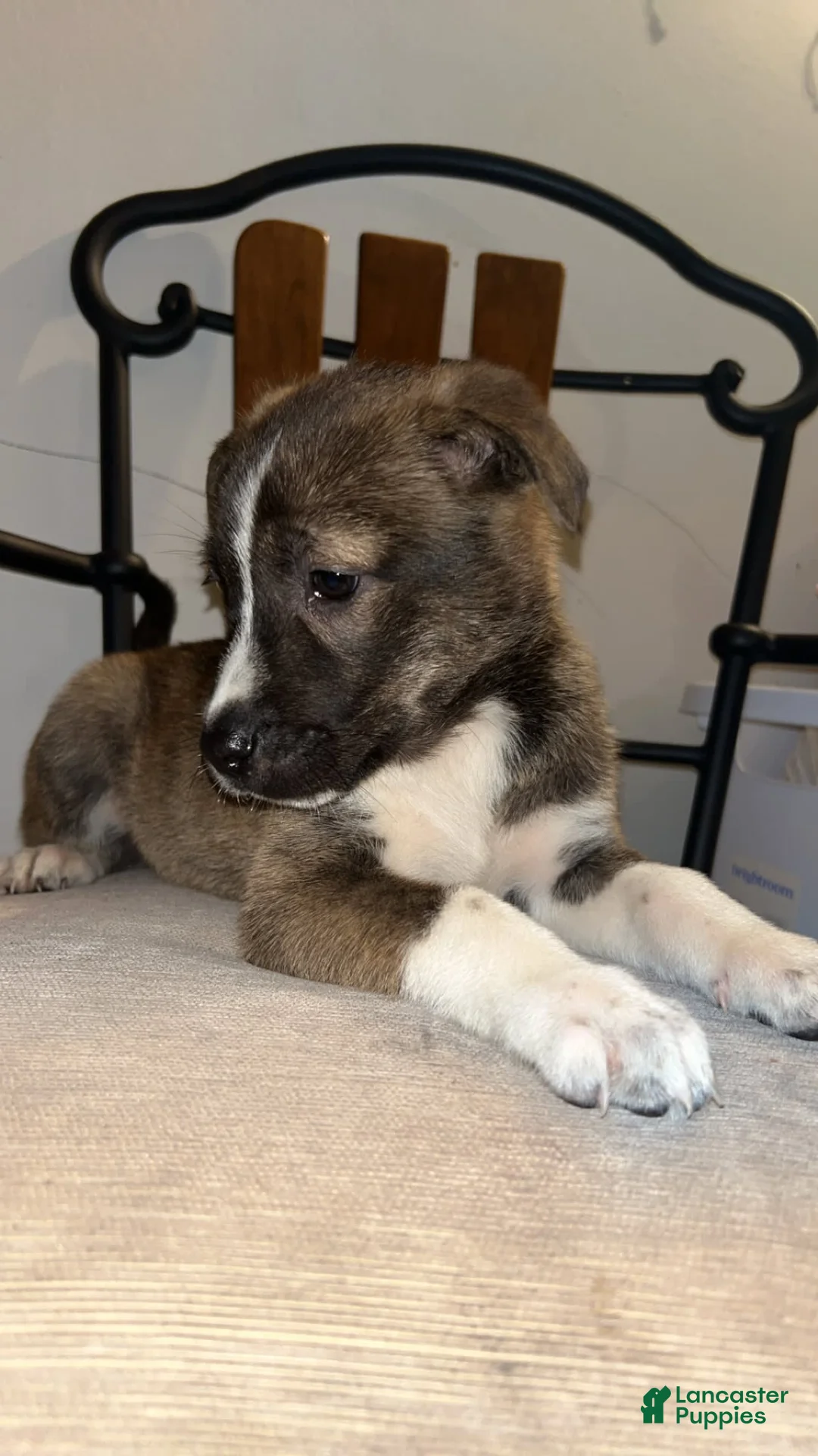 Gallery Image {{count}}