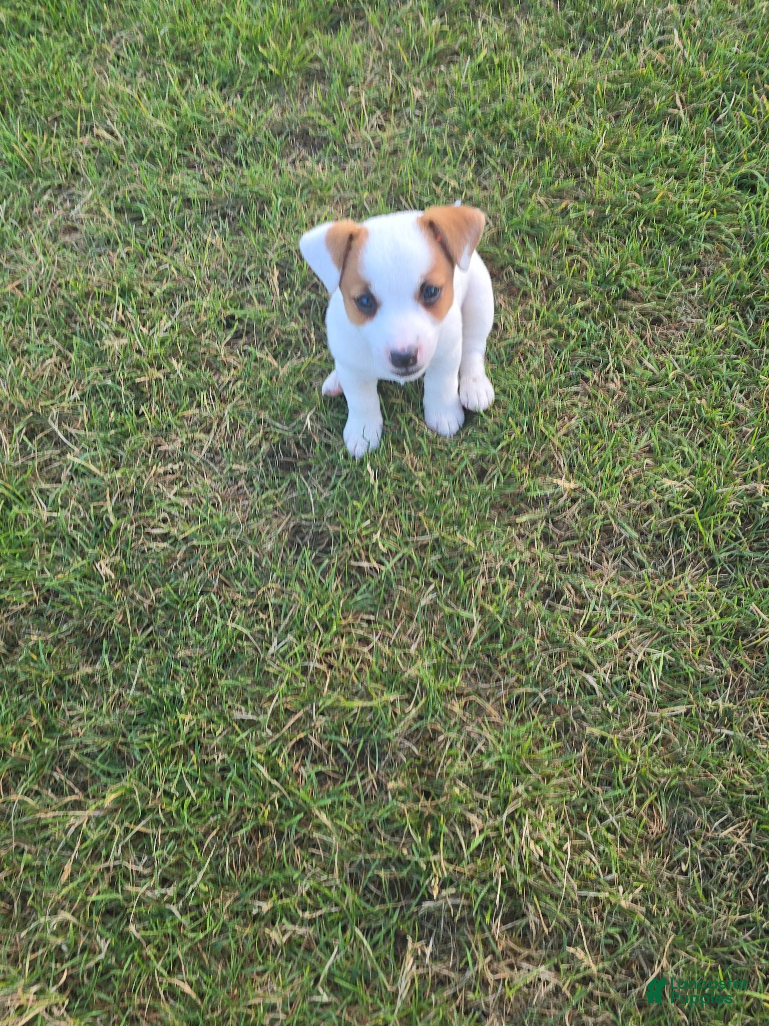 Jack Russell Terrier dogs for sale: Jack Russell Terrier 2 - Ad 3