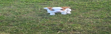 Jack Russell Terrier 2