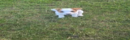 Jack Russell Terrier dogs for sale: Jack Russell Terrier 2 - Ad 1