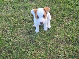 Jack Russell Terrier dogs for sale: Jack Russell Terrier 2 - Ad 3