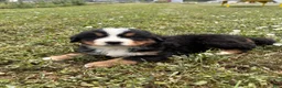 Bernese Mountain Dog dogs for sale: Paisley - Ad 12