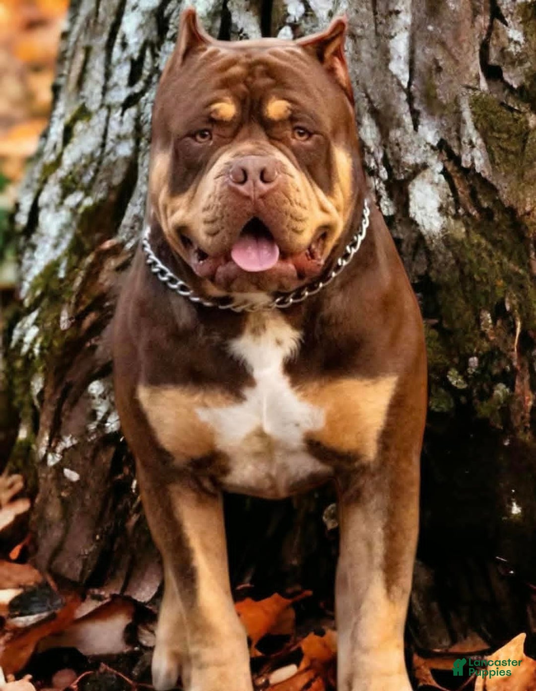American Bully dogs for sale: American Bully Puppy 1 - Ad 2