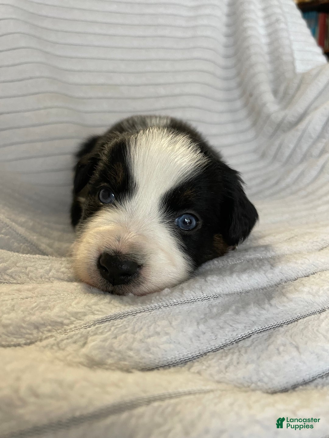 Australian Shepherd dogs for sale: Iris - Ad 2