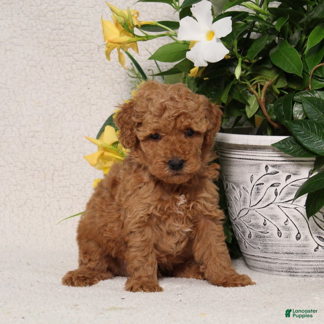 Mini Goldendoodle dogs for sale: Victor - Ad 1