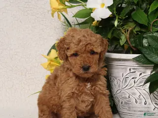 Mini Goldendoodle dogs for sale: Victor - Ad 4