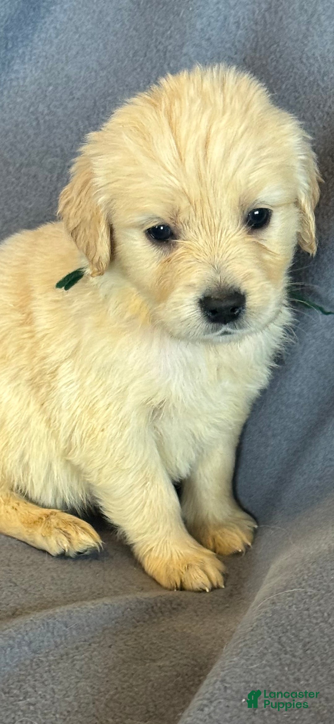 Golden Retriever dogs for sale: Green male -Penny  - Ad 1