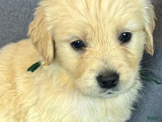 Golden Retriever dogs Green male -Penny - Ad 1