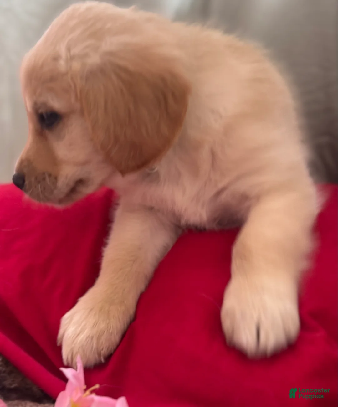 Mixed Breed dogs for sale: Green Collar - Ad 4