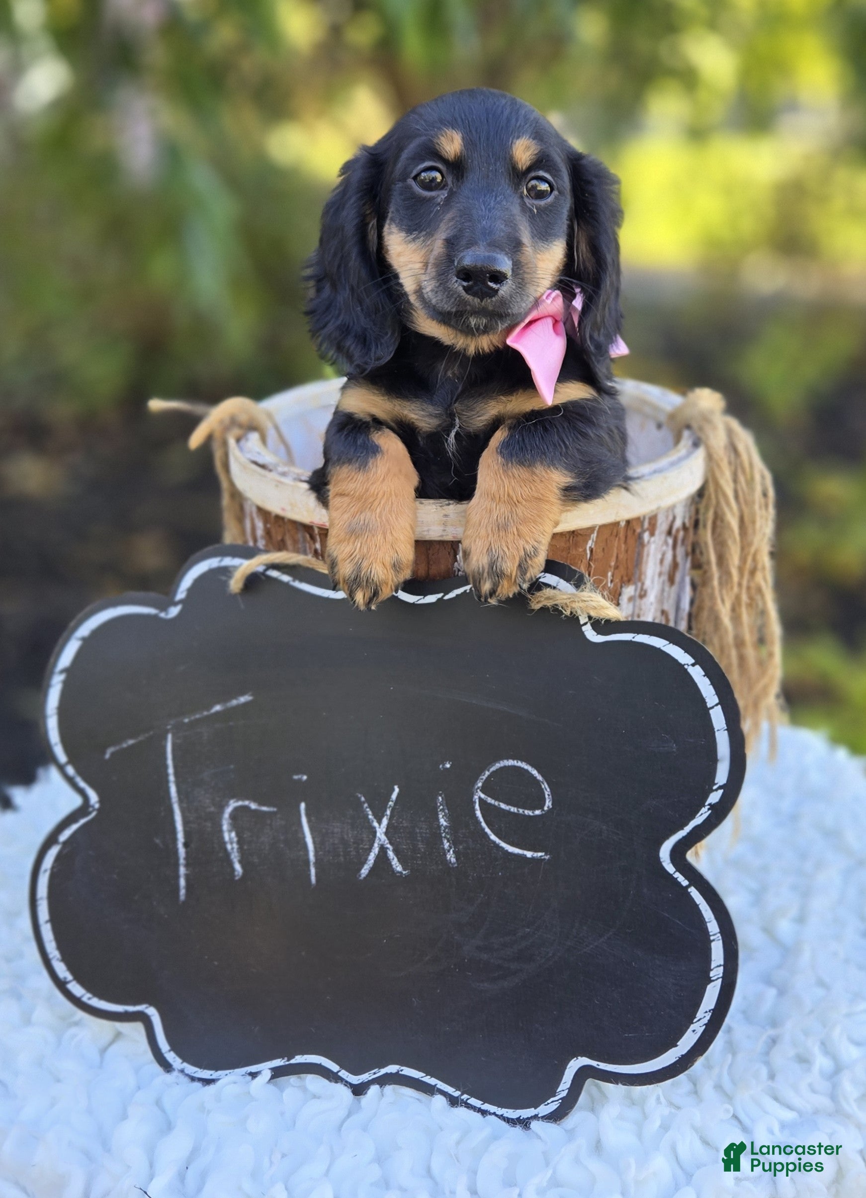 Miniature Dachshund dogs Trixie - Ad 2