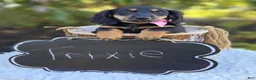 Miniature Dachshund dogs for sale: Trixie - Ad 2