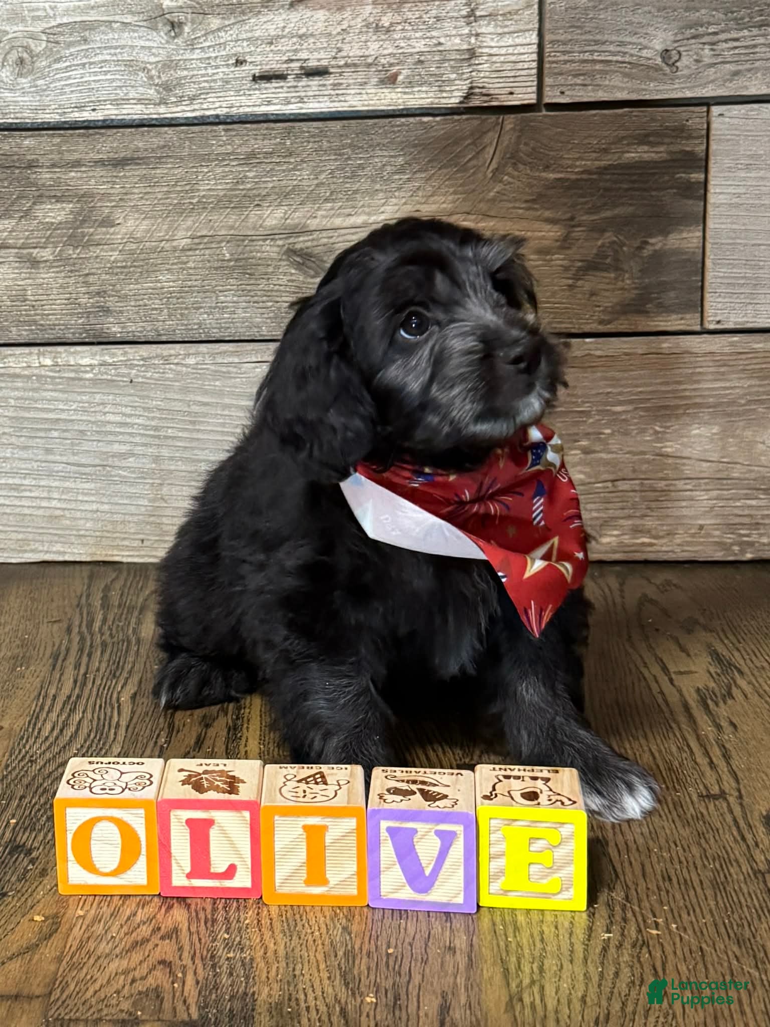 Mini Aussiedoodle dogs Mini Aussiedoodle 3 Olive - Ad 2