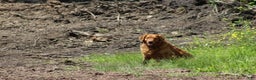 Golden Retriever dogs for sale: Tracy - Ad 3