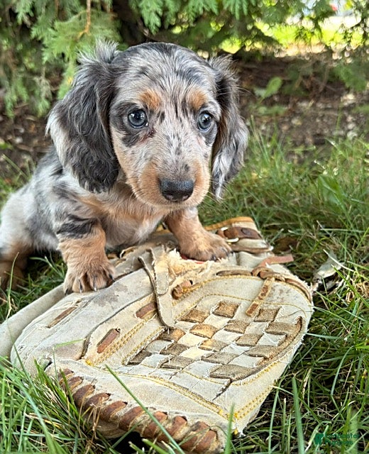Dachshund dogs Skye - Ad 2