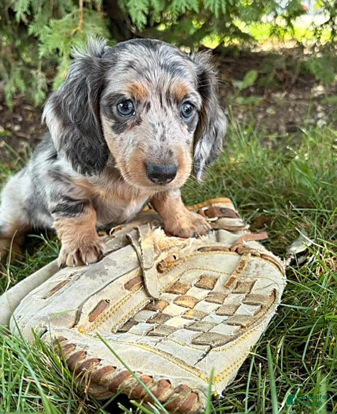 Dachshund dogs for sale: Skye - Ad 2