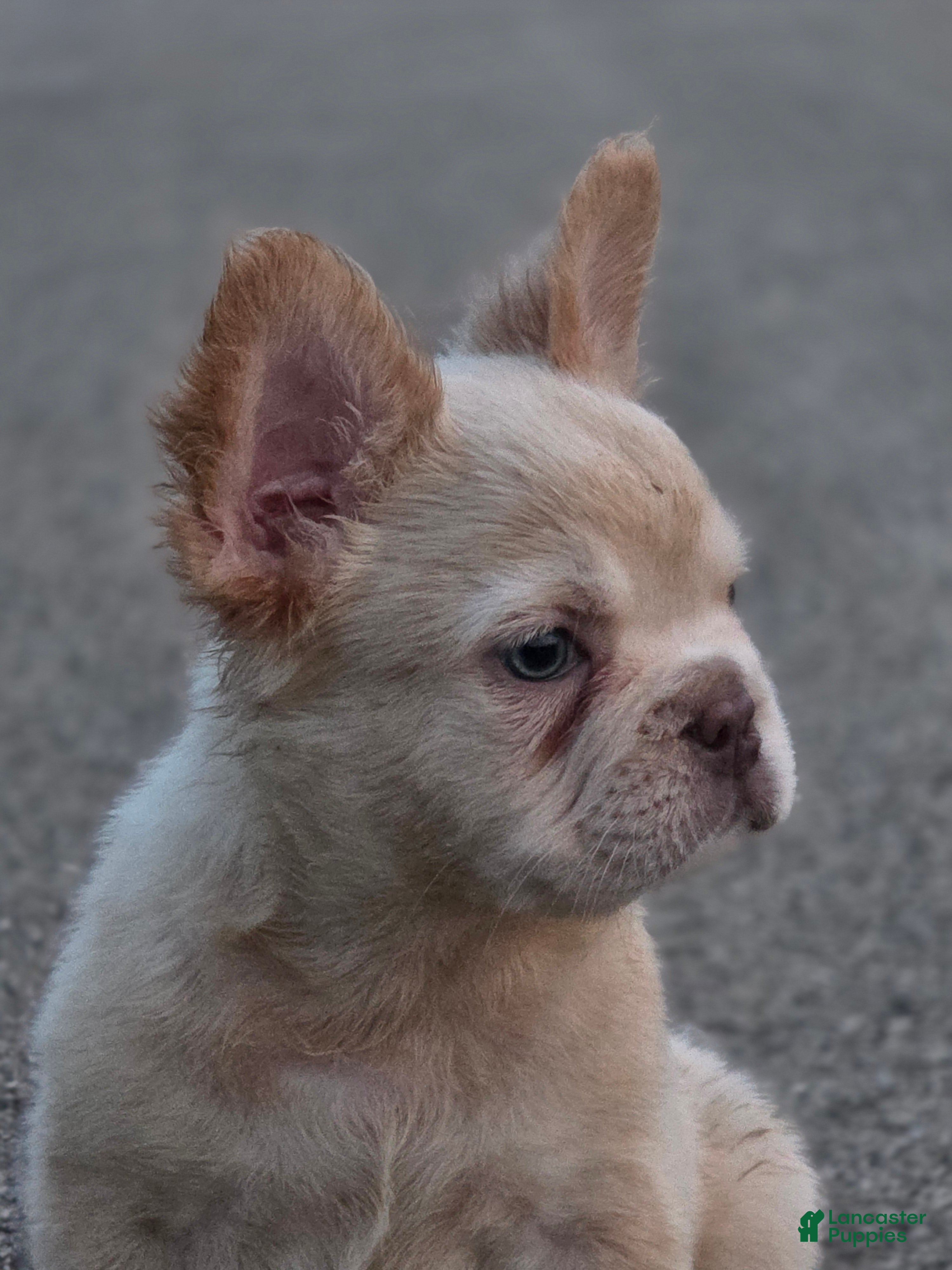 French Bulldog dogs Santana - Ad 1