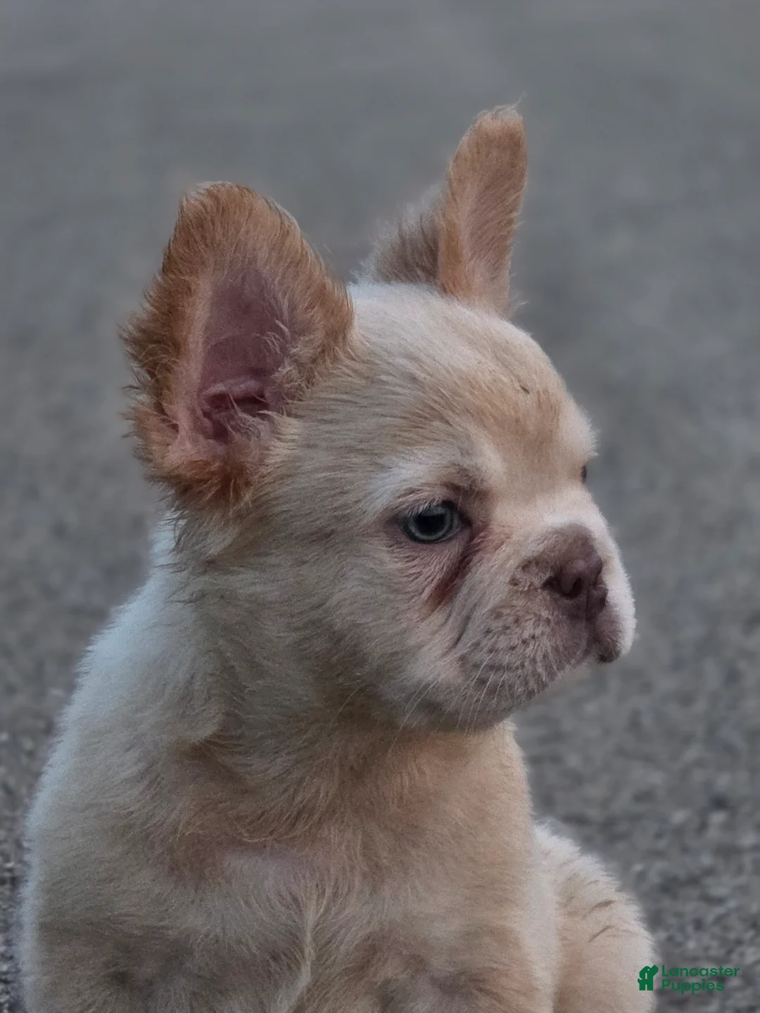 French Bulldog dogs for sale: Santana - Ad 1