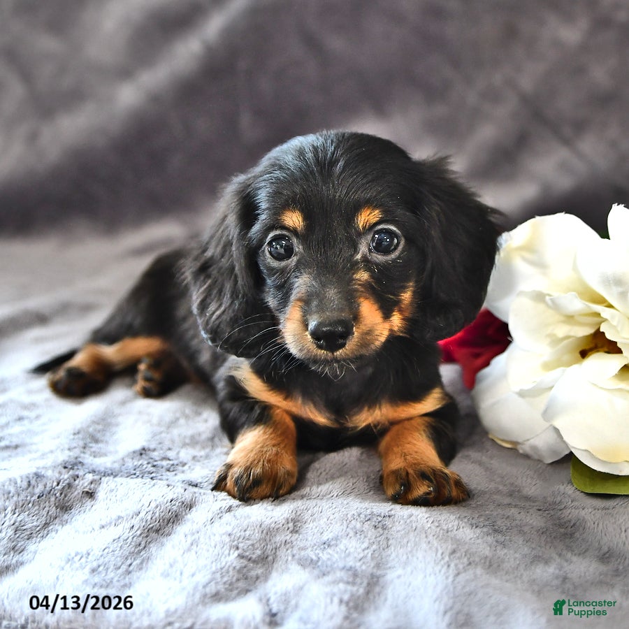 Miniature Dachshund dogs Coco  - Ad 1