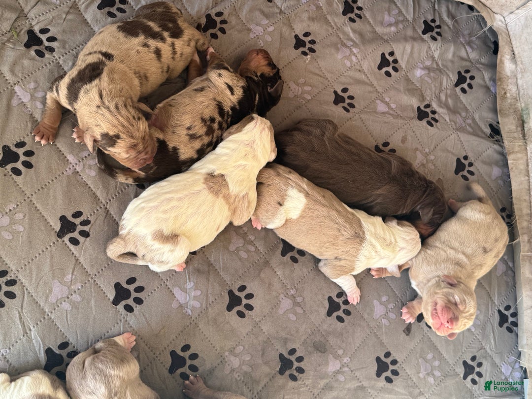 Catahoula Leopard Dog dogs for sale: Catahoula Leopard Dog Puppy 2 - Ad 10