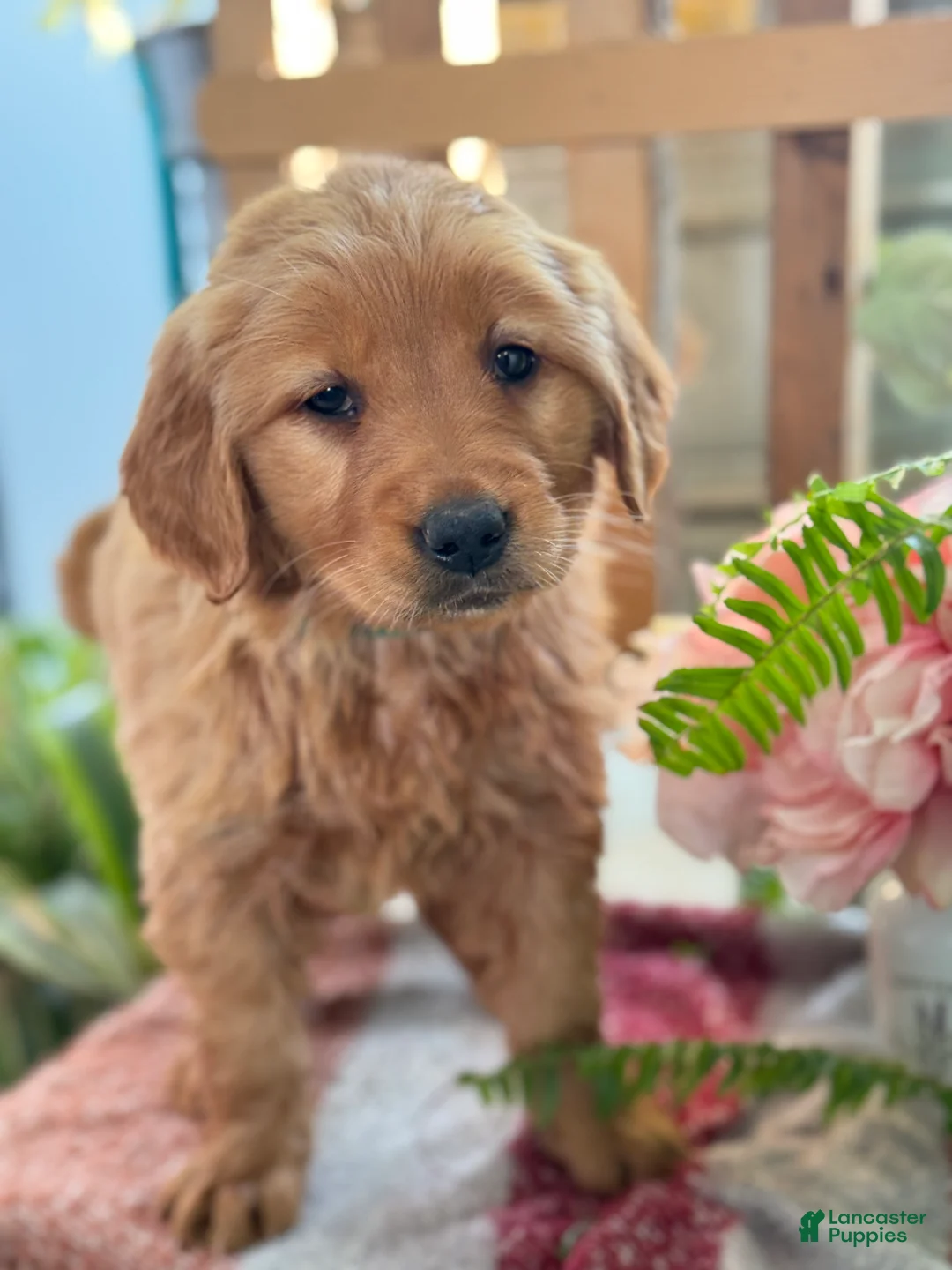 Golden Retriever dogs for sale: Rose - Ad 6