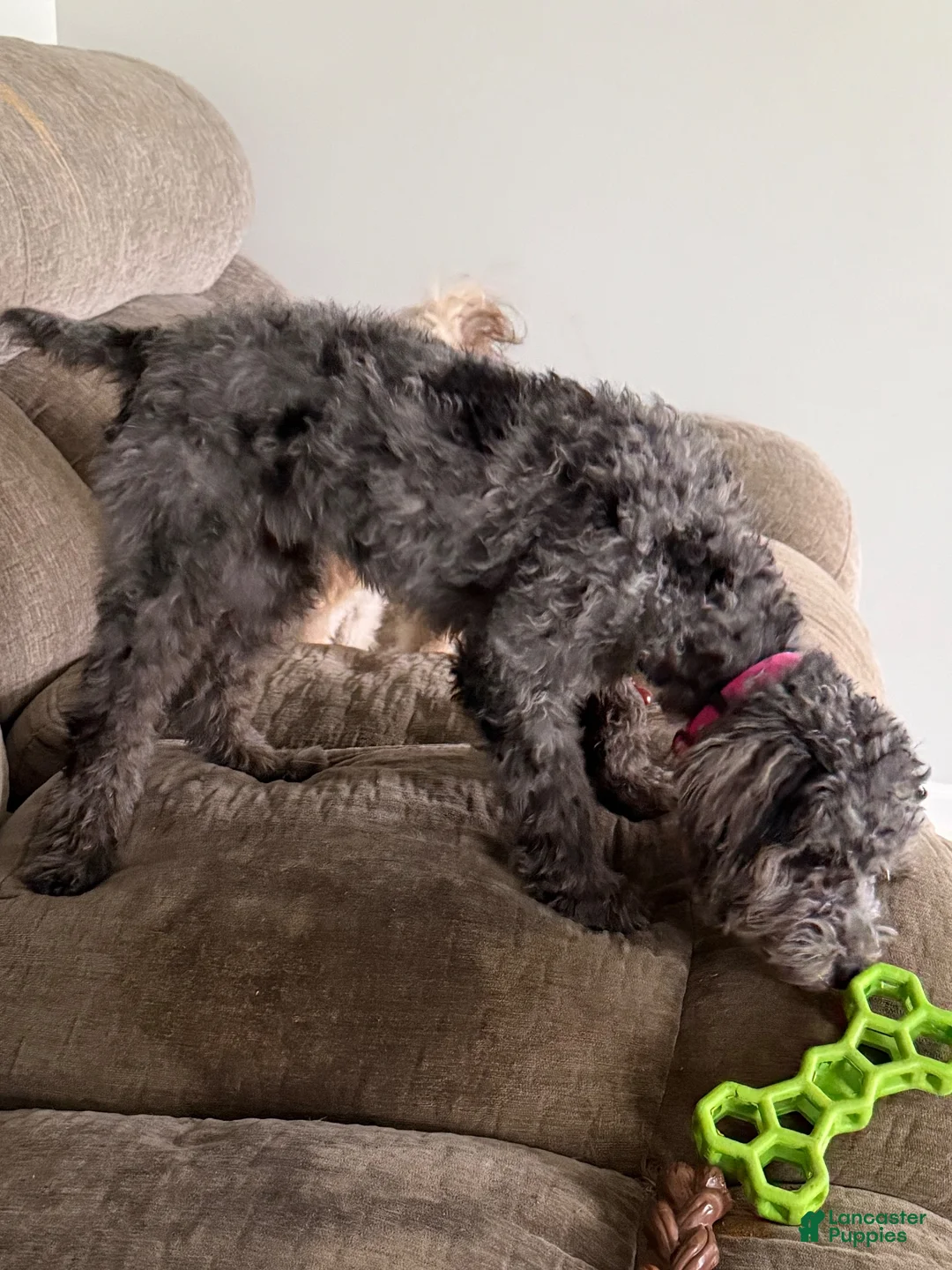Miniature Poodle dogs for sale: Miniature Poodle 1 - Ad 2