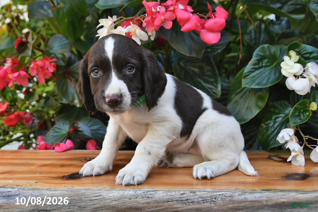 Cocker Spaniel dogs for sale: Eclair - Ad 3