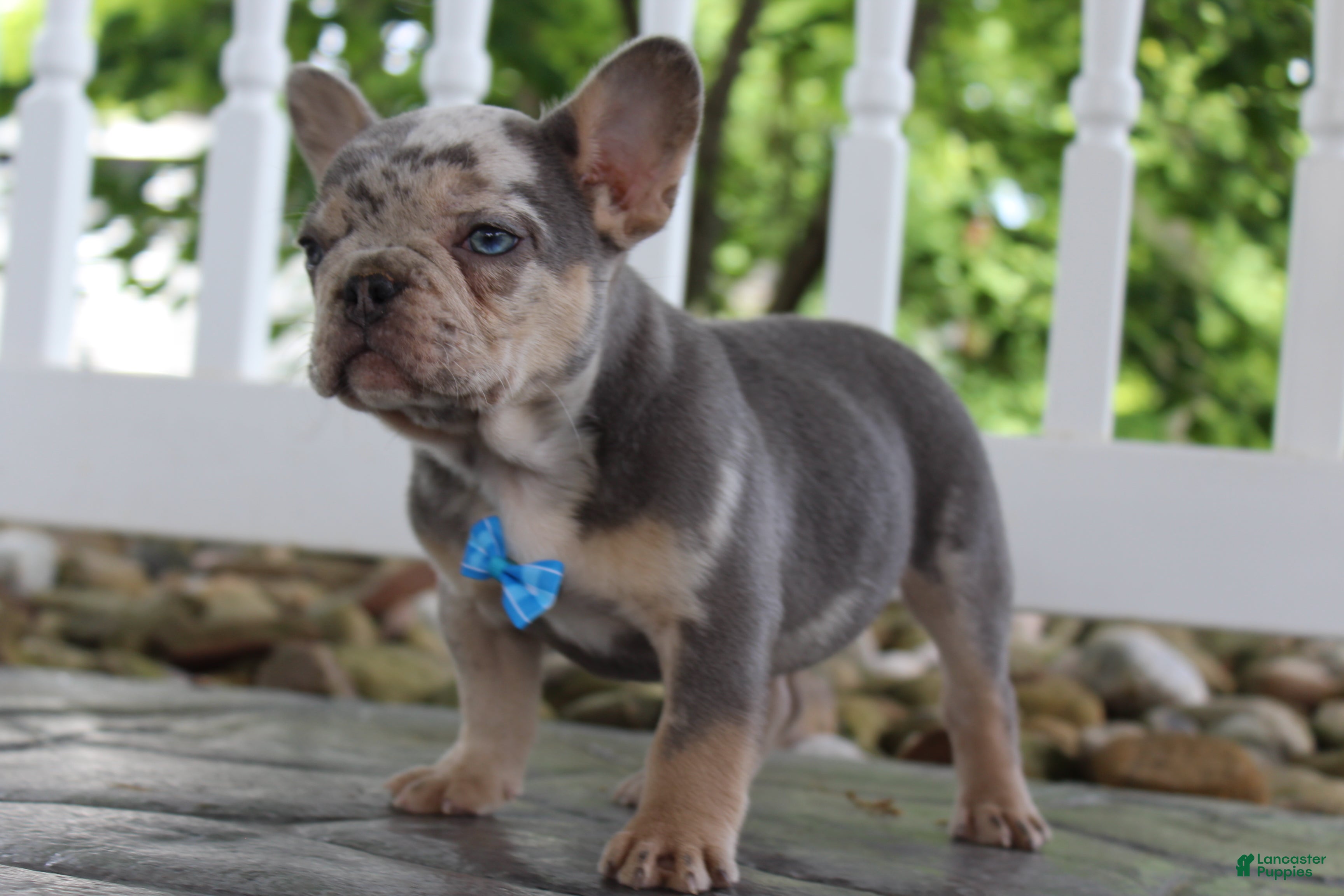 French Bulldog dogs for sale: AKC Hank - Ad 4