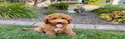 Cockapoo dogs for sale: Sam - Ad 3