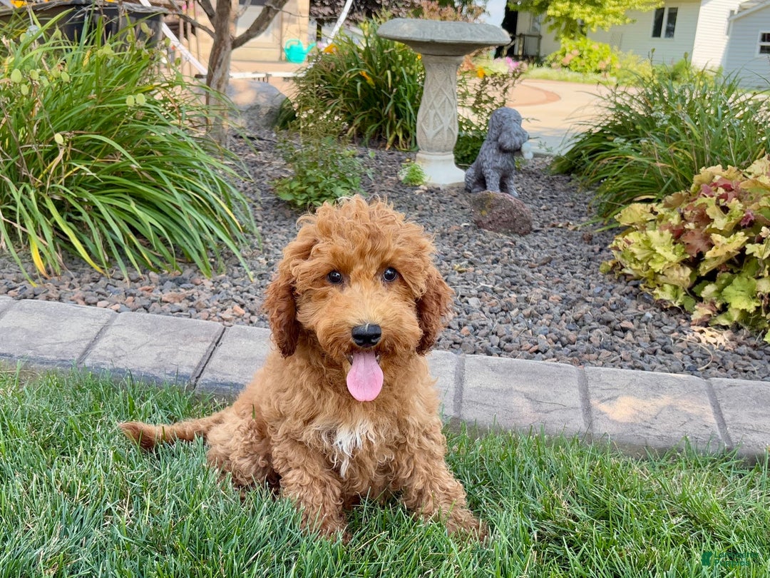 Cockapoo dogs for sale: Sam - Ad 3