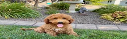Cockapoo dogs for sale: Sam - Ad 3