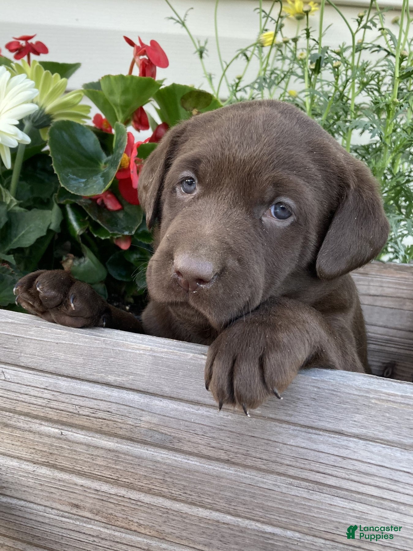 Labrador Retriever dogs Baylee - Ad 2