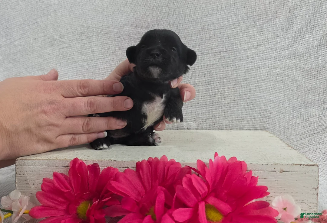 Shihpoo dogs for sale: Betsy - Ad 5
