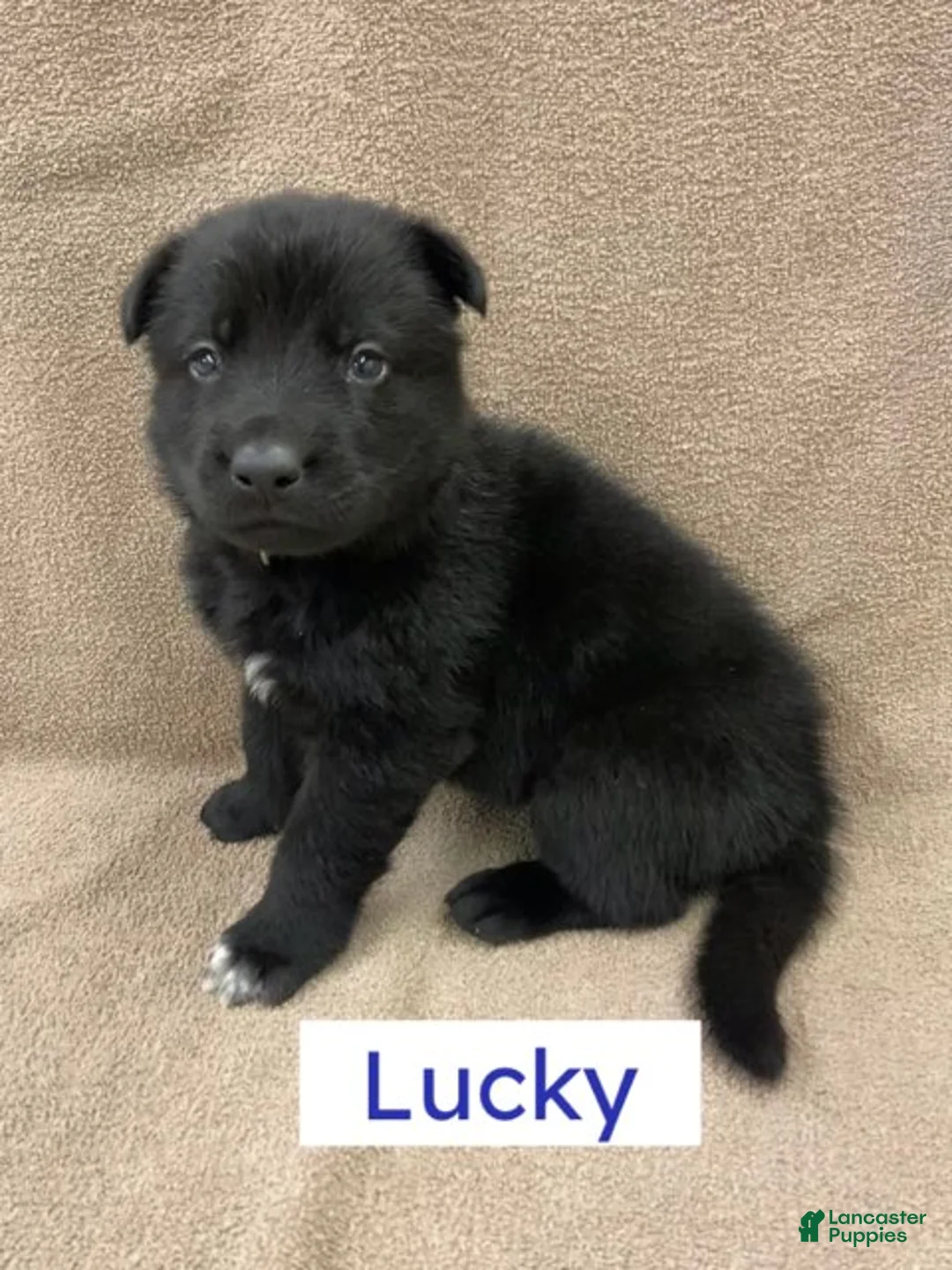 German Shepherd dogs for sale: German Shepherd (Lucky) - Ad 1