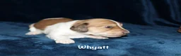 Miniature Dachshund dogs for sale: Whayatt - Ad 5