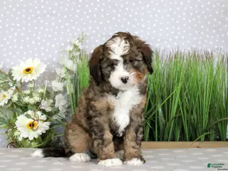 Mini Bernedoodle dogs PATTY - Ad 39