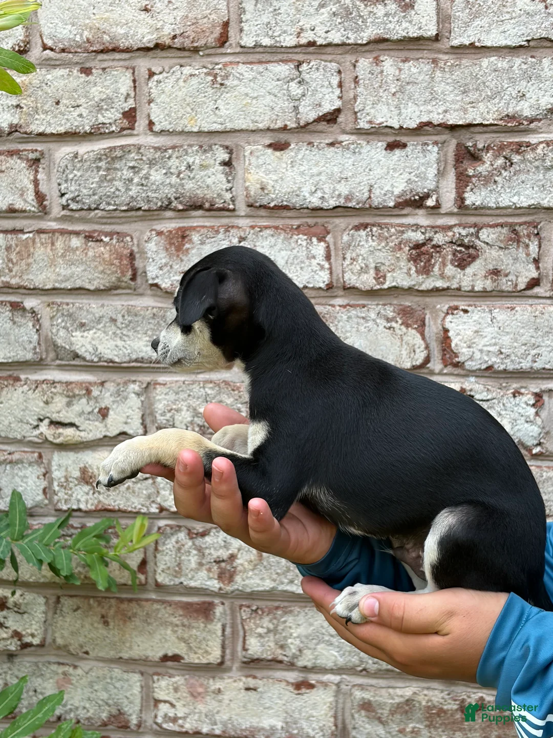 Mixed Breed dogs for sale: Bentley - Ad 5