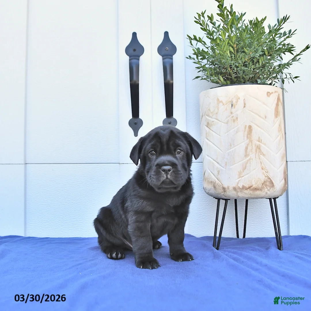 Mini Hippo dogs for sale: Baxter - Ad 1