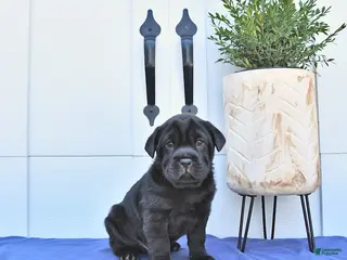 Mini Hippo dogs for sale: Baxter - Ad 2