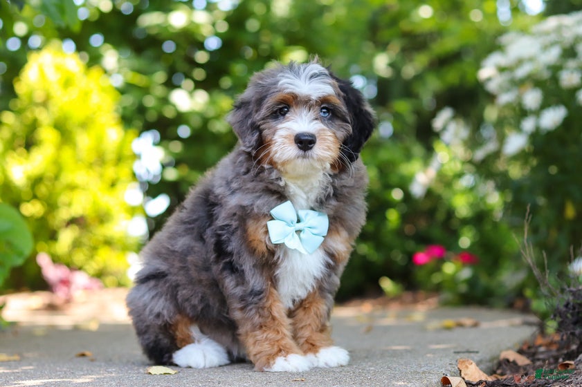 Mini Bernedoodle dogs Koda - Ad 2