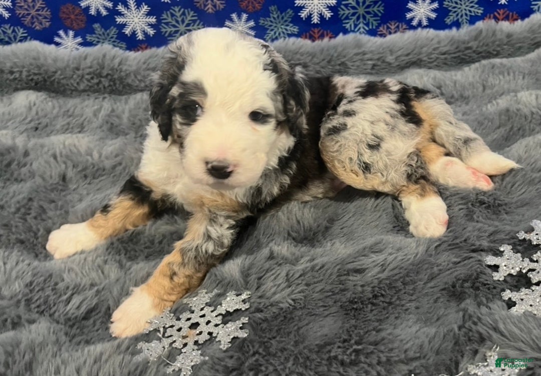 Bernedoodle dogs for sale: Rena  - Ad 3