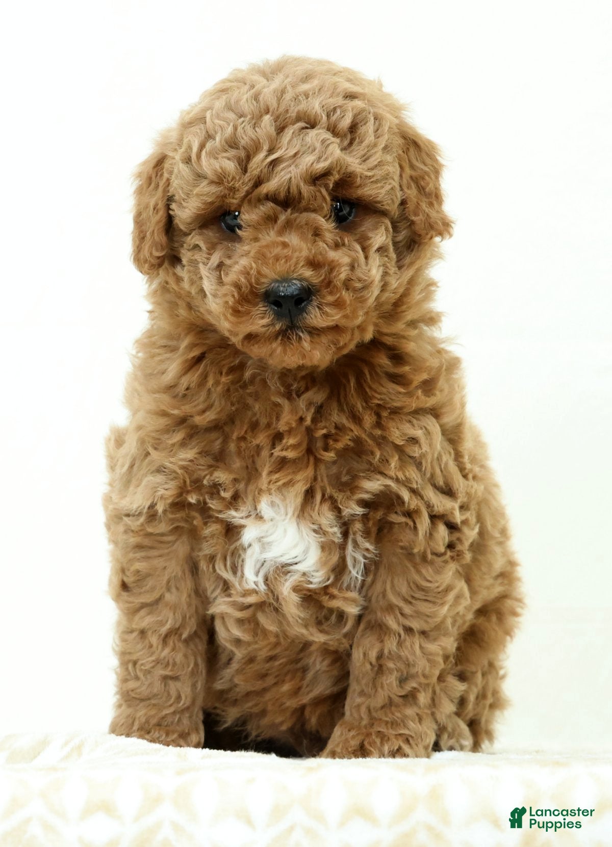 Mini Goldendoodle dogs Lance - Ad 1